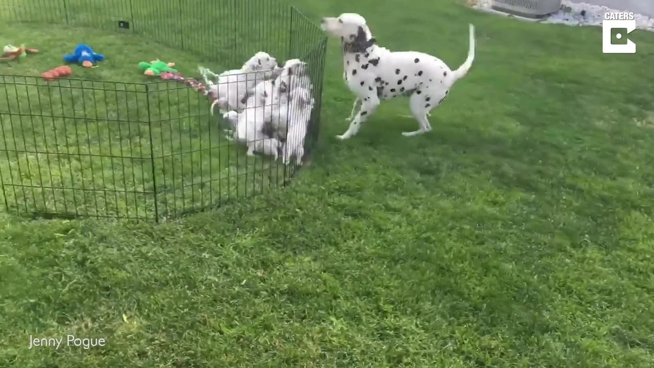 Mein Spielzeug! Hund klaut Welpen ein Kuscheltier