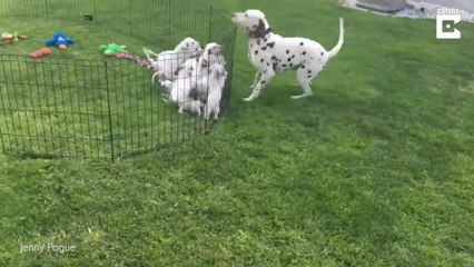 Mein Spielzeug! Hund klaut Welpen ein Kuscheltier