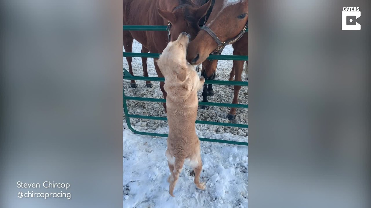 Dieser Hund lässt sich von Pferden verwöhnen
