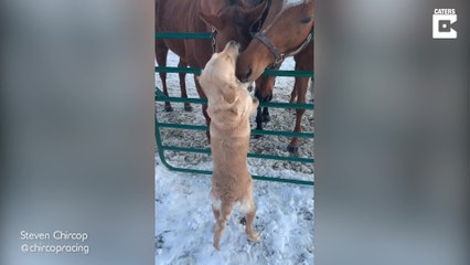 Dieser Hund lässt sich von Pferden verwöhnen