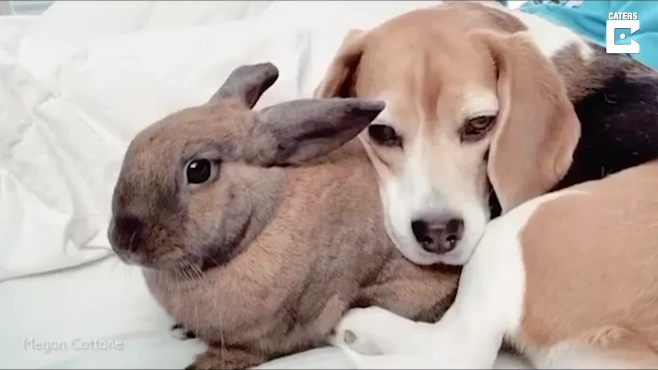 Hündin und Kaninchen sind beste Freundinnen