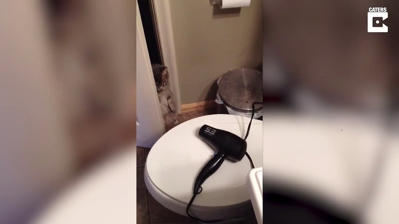 Katze gegen Fön - wer gewinnt?