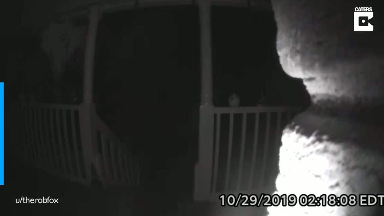 Ausgesperrte Hündin läutet an Türklingel