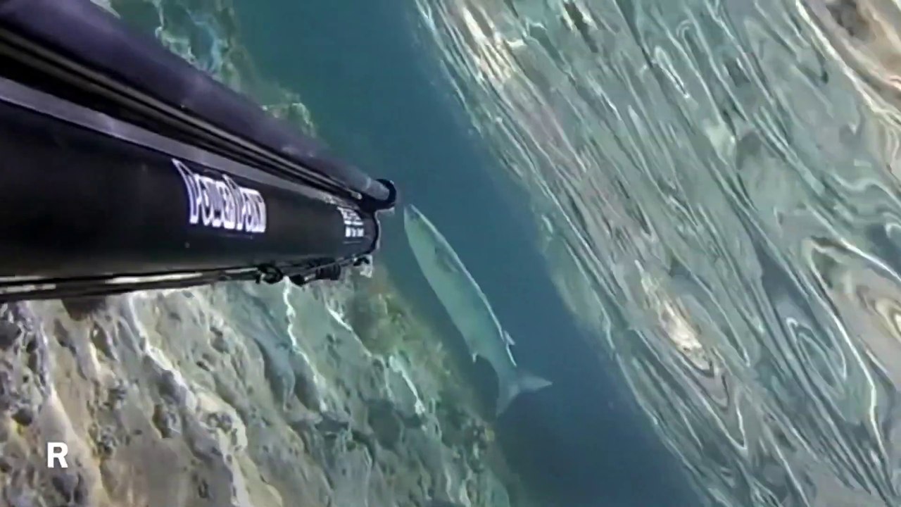 Spearfishing Grey Mullet / Zıpkınla Kefal Avı