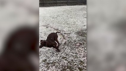 Dog experiences its first snow in Alabama