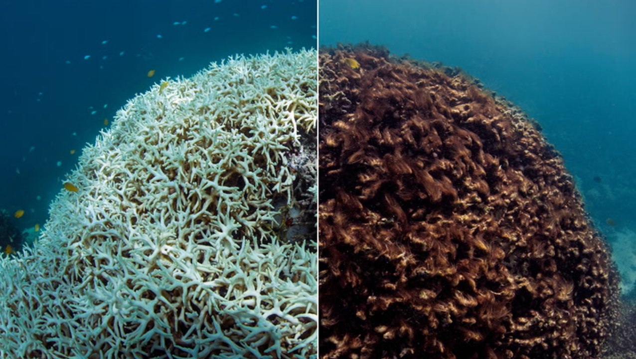 The Great Barrier Reef is at a critical tipping point and could disappear by 2050