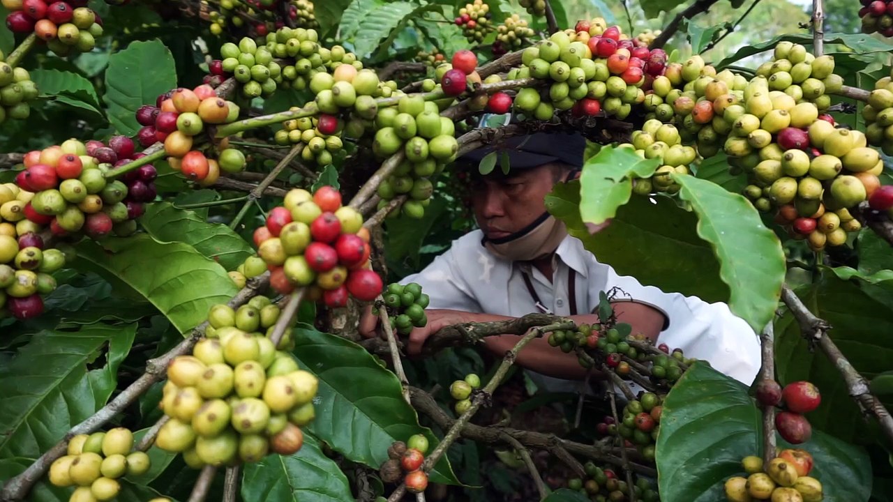 JALAN SUTRA - MENGOLAH KOPI ERA KOLONIAL BELANDA PART 1