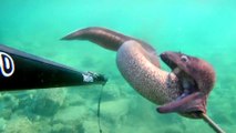 Spearfishing Moray Eel / Zıpkınla Müren Avı