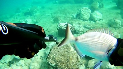 Spearfishing White Sea Bream / Zıpkınla Sargoz Avı