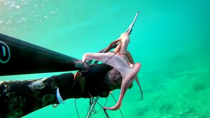 Spearfishing Octopus / Zıpkınla Ahtapot Avı