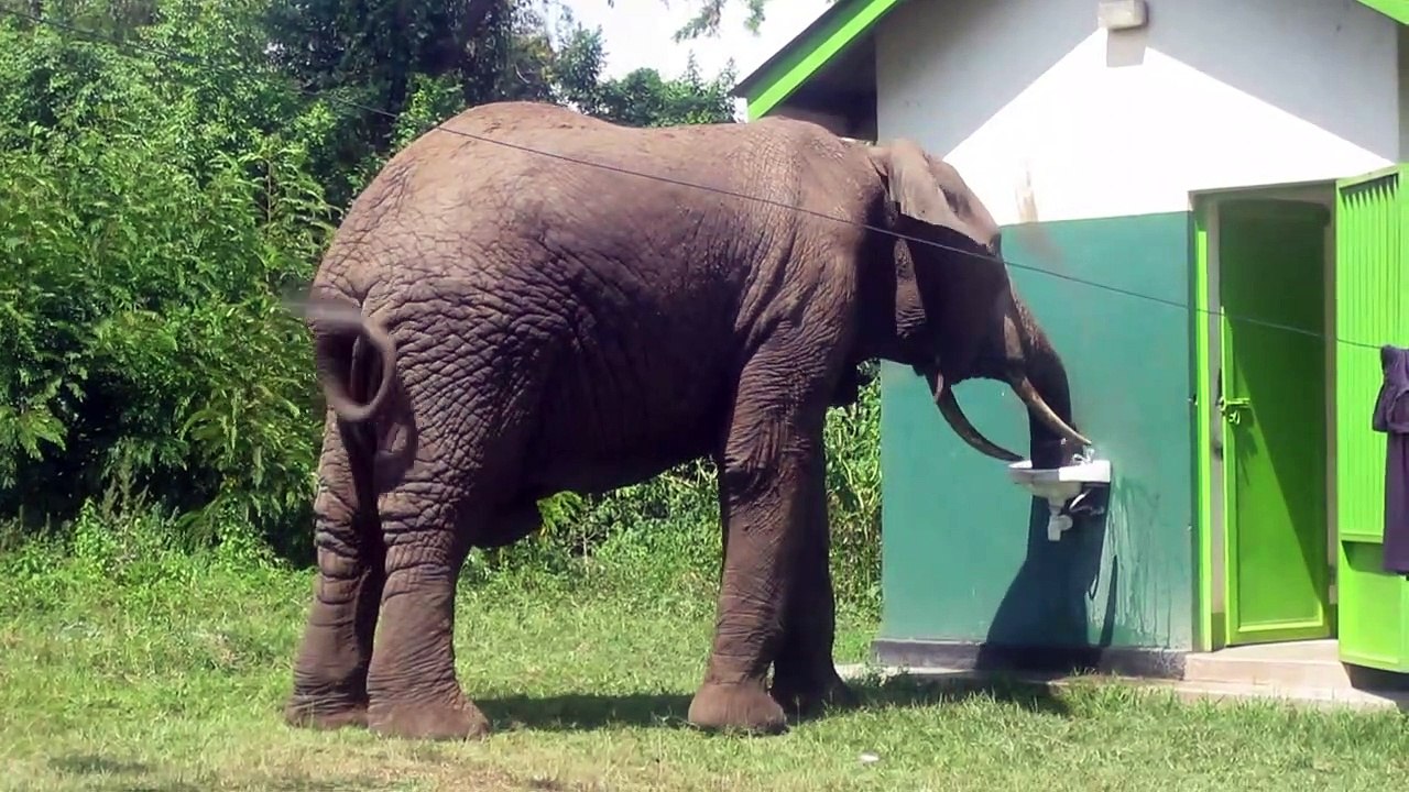 CLEVER ELEPHANT