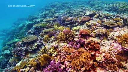 The Great Barrier Reef is at a critical tipping point and could disappear by 2050