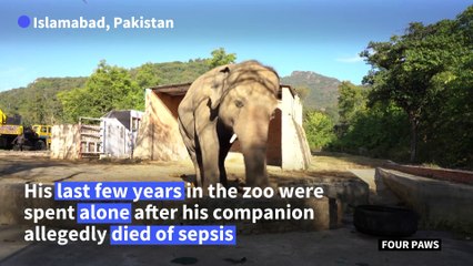 Cher 'happy and proud' for Kaavan the elephant's arrival in Cambodia