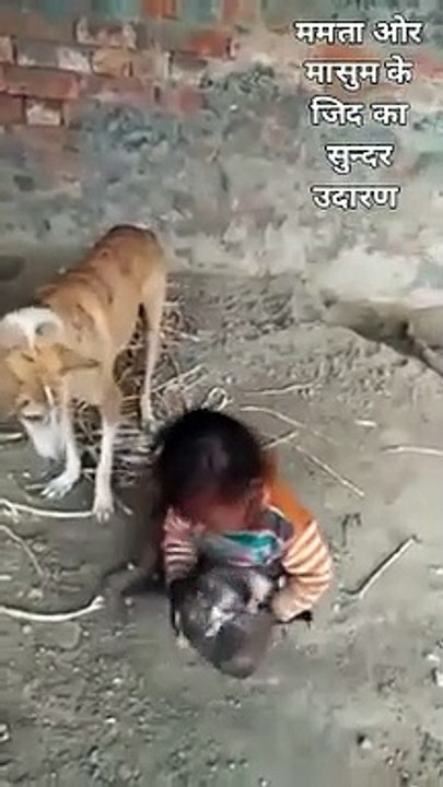 A fun play of a baby and the dogs