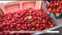 Tomates : le premier producteur du pays voit rouge