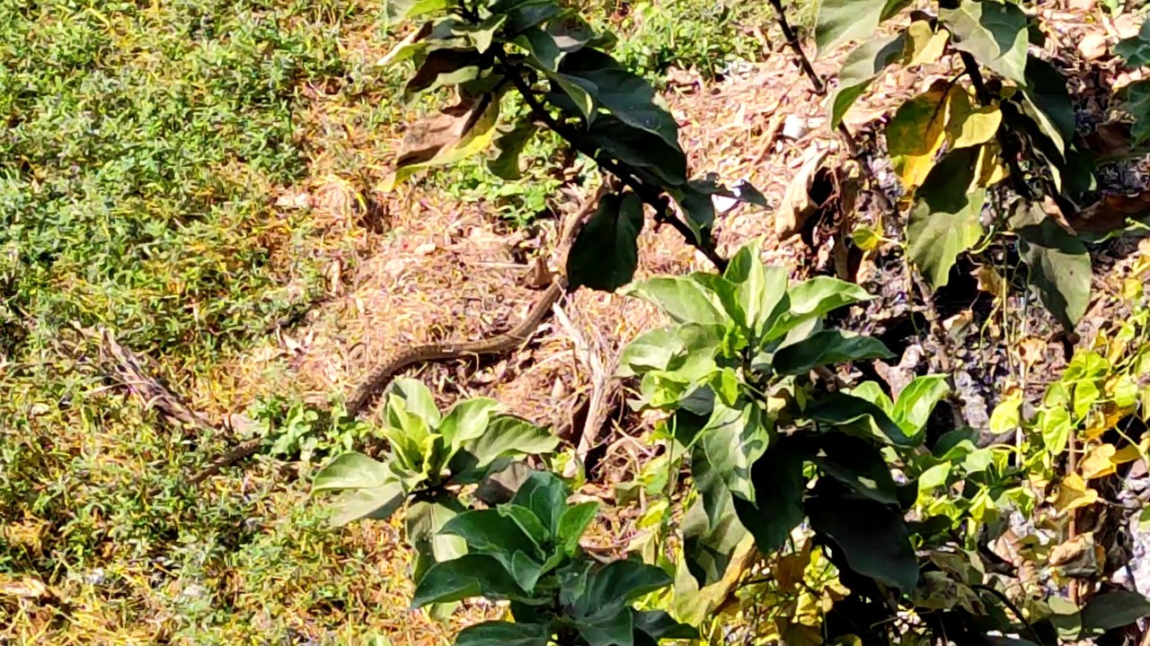 Snake in my locality