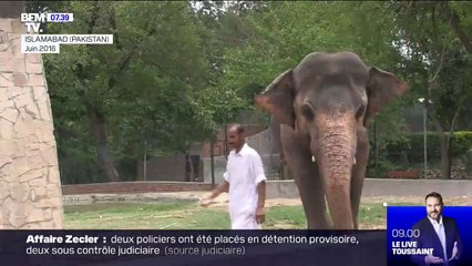 L'éléphant le plus solitaire du monde va quitter le Pakistan, aidé par la chanteuse Cher