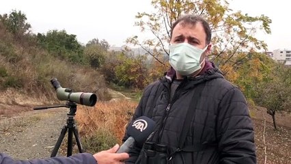 HATAY - Hatay'da görüntülenen 2 yeni kuşla kayıt altına alınan tür sayısı 372'ye ulaştı