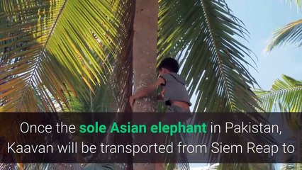 Cher greets ‘world’s loneliest elephant’ in Cambodia