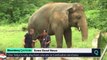 الفيل كافان الأكثر وحدة في العالم يصل لكمبوديا: من كان في استقباله؟