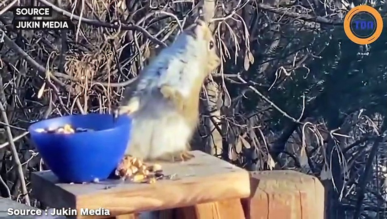 Un écureuil est ivre après avoir mangé une poire fermentée