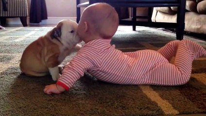 Bulldog puppy kissing the baby