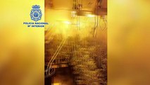 Policía desmantela dos plantaciones de marihuana en Vallecas