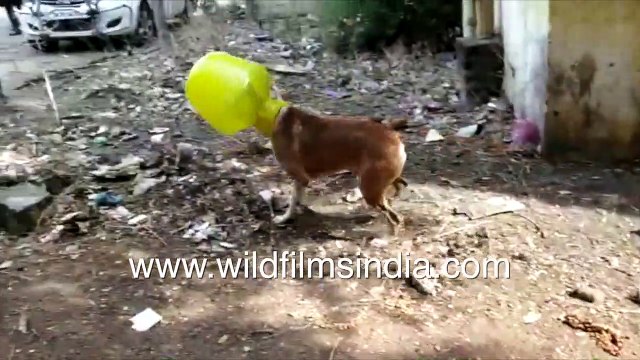 Cobra snake trapped inside scooty visor _ Dog with head stuck in plastic vessel rescued