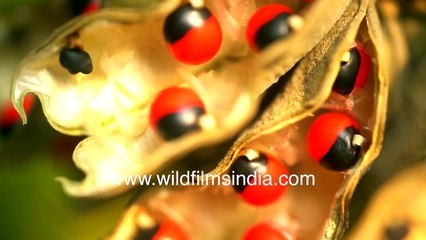 Ratti_ Colourful seeds of Rosary Pea in red and black combination, as seen up close