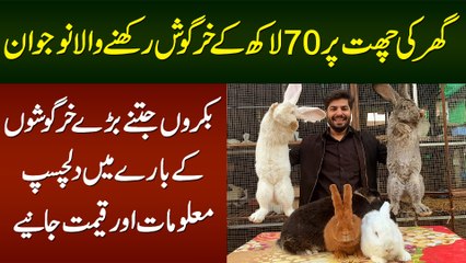 Ghar Ki Chat Per 70 Lakh Ke Bakron Jitne Baray Rabbits Rakhne Wala Naujawan
