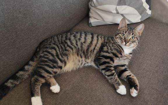 Elle achète une voiture d’occasion et après 100 km, elle trouve un chat dans le véhicule