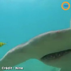 Il repousse un requin marteau à l'aide de sa GoPro !