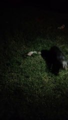 Ferret vs Dog - Furetto vs Cane