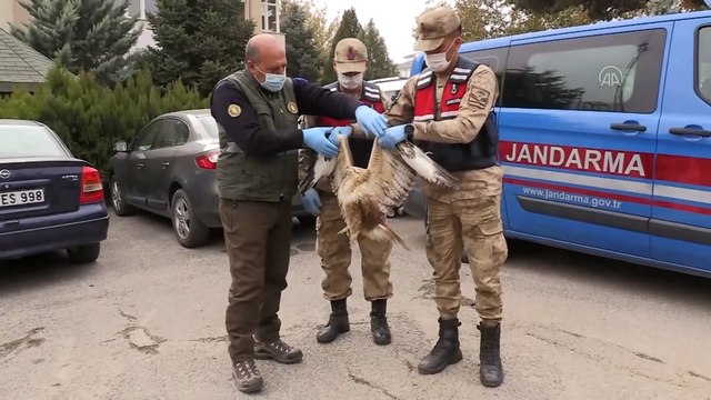 ERZİNCAN - Jandarmadan yaralı kızıl şahine şefkat eli