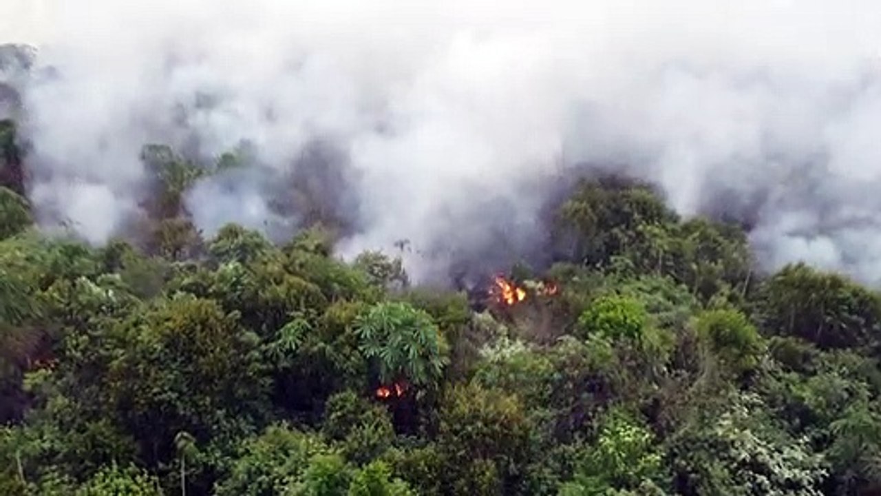 Brasiliens Regenwald wird in Rekordtempo zerstört