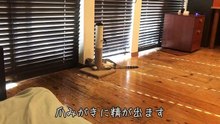 女子力を見せつける三毛猫！新しいおもちゃを投入するも、まるさんのお気には召しませんでした…【三毛猫のまる】