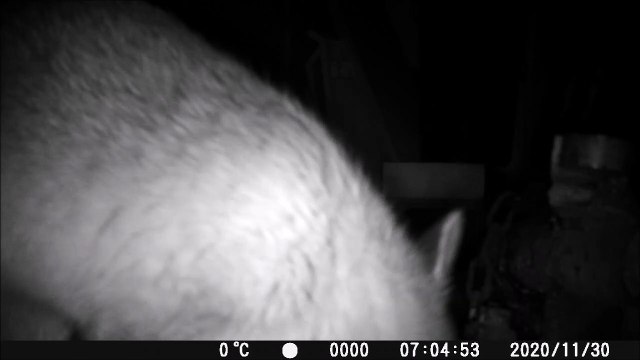 A beech marten sneaks into the Corona party