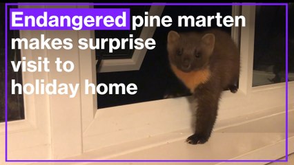 Endangered pine marten makes surprise visit to holiday home in Scotland