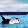 Orca Whale Breaches Near Boat