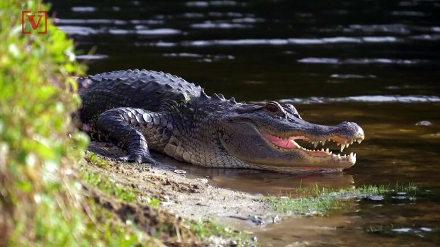 Surprising Science: Did You Know Alligators Can Regrow Their Tails?