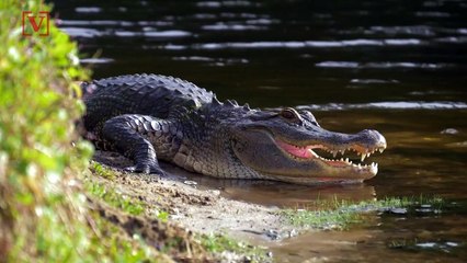 Surprising Science: Did You Know Alligators Can Regrow Their Tails?