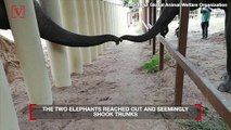 Lonely Elephant Meets Another and Shakes Trunks For the First Time in Ages