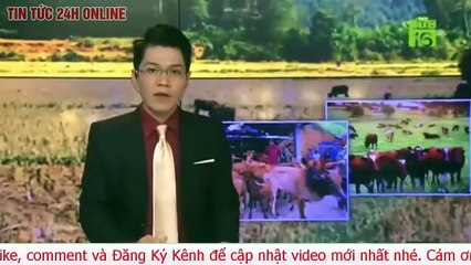 Giá heo hơi ngày hôm nay 30-11-2020 Giá heo hơi biến động trái chiều - cập nhật giá lợn hơi mới nhất