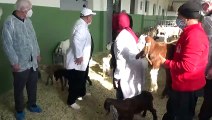 KAHRAMANMARAŞ - Verimli sütü olan keçi elde etmek üzere melez çalışması yapılıyor