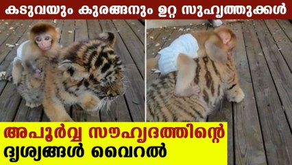 കടുവയുടെ മുകളില്‍ കയറി കുരങ്ങന്റെ യാത്ര | Oneindia Malayalam