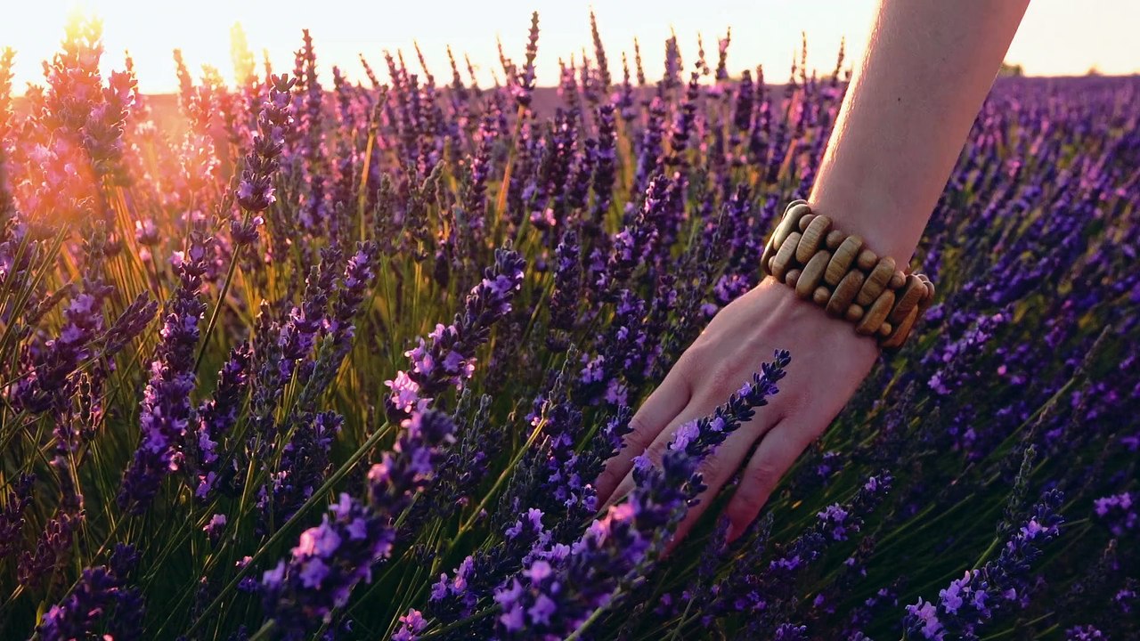 Lavende-HD