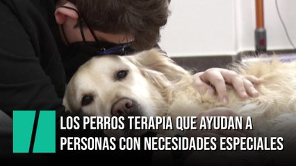 Los perros terapia que han marcado la diferencia en una escuela de educación especial