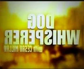 The Dog Whisperer Season 4 Episode 34 Bozley & Ginger