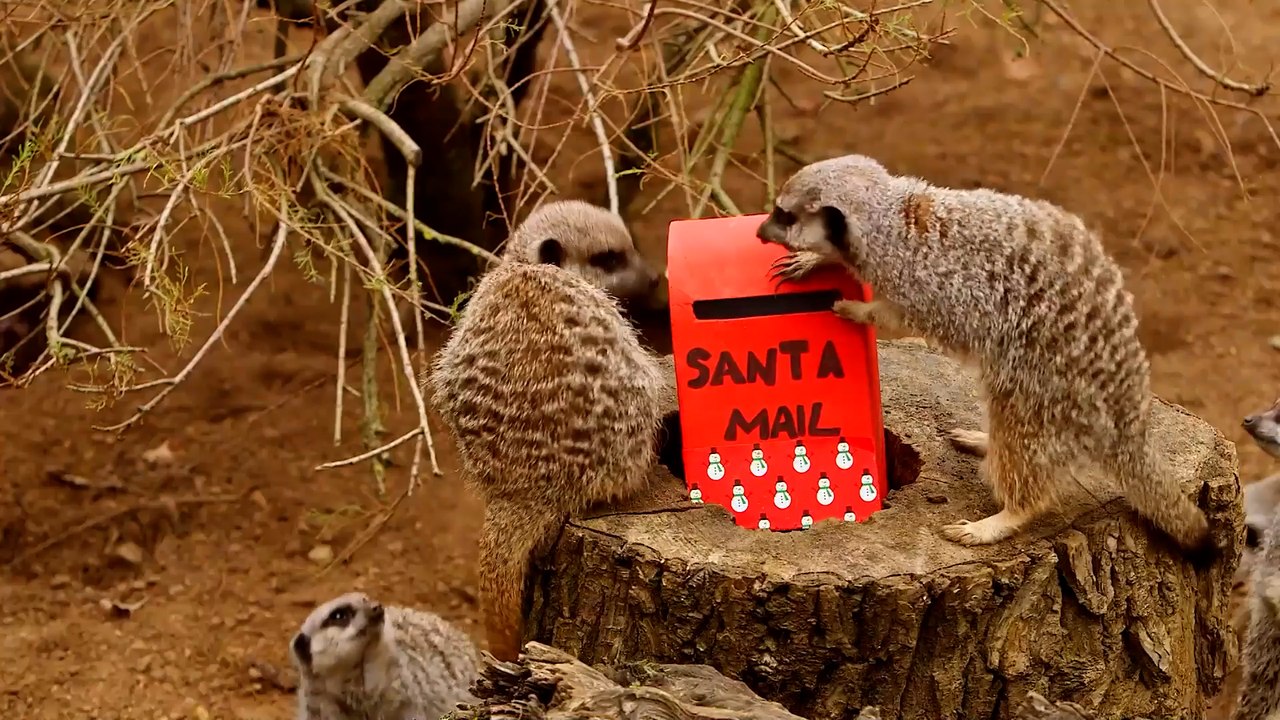 Feel-Good-Countdown, 31: Erdmännchen schicken Weihnachtsgrüße