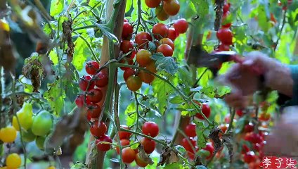 Pegue os tomates antes que caiam e faça algo delicioso - ketchup de rubi
